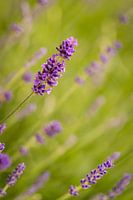 An oblique lavender on a summer day with beautiful light and bokeh.