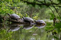 Three pond turtles sunbathing