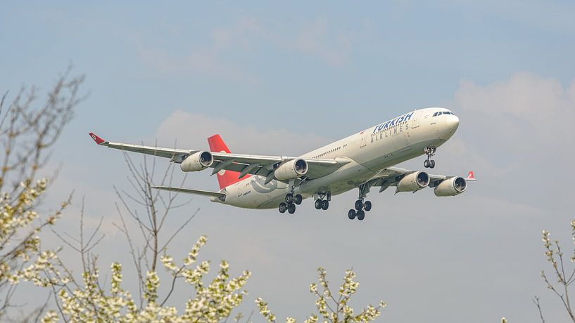 Turkish Airlines Airbus A340-300 passenger aircraft. by Jaap van den Berg