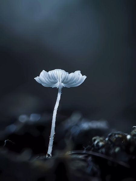 Lonely flower by haroulita