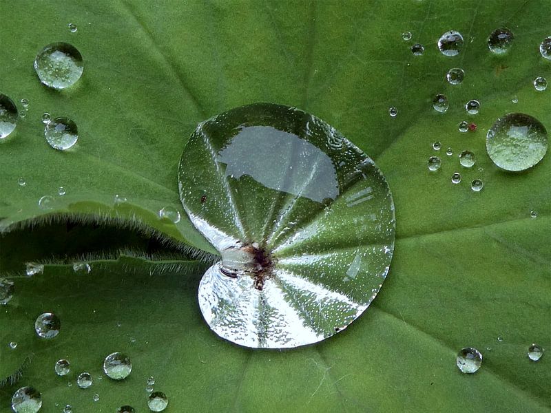 Après la pluie par Eric Nagel