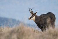 Edelsteine in den Vogesen