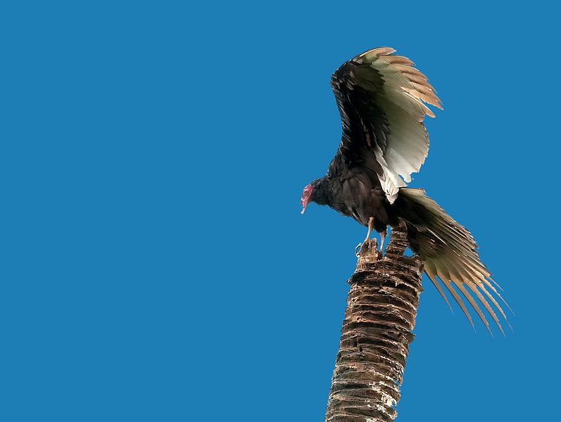 Roodkopgier by Maarten Verhees