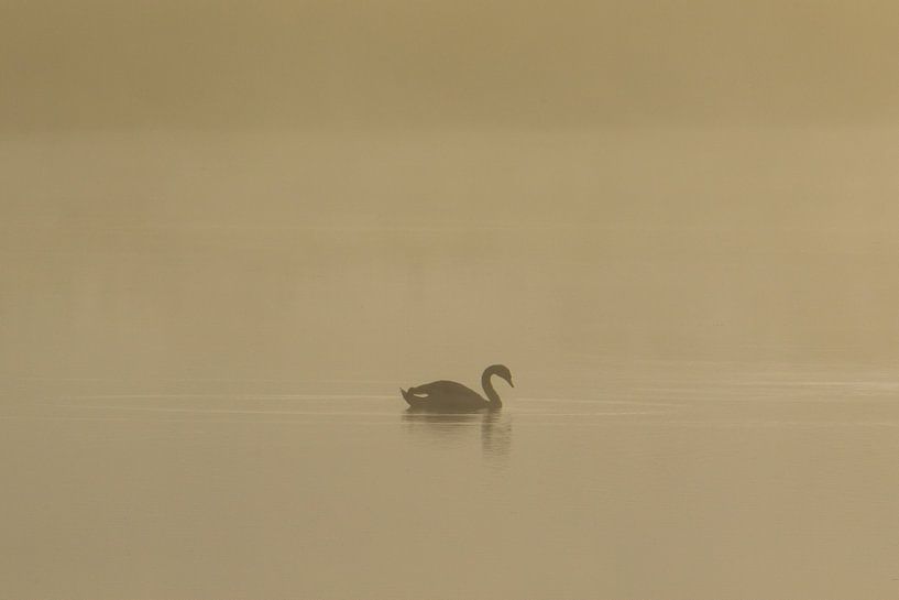 Silhouette d'un cygne nageur dans la brume du matin par Henk van Dijk