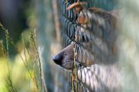 ,,Die Katze in Nachbars Garten"