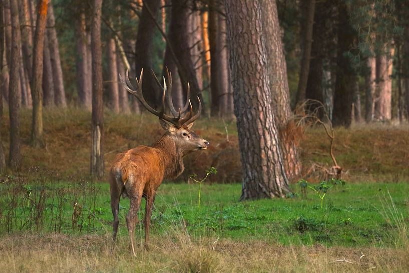 Die Veluwe - ll von G. van Dijk