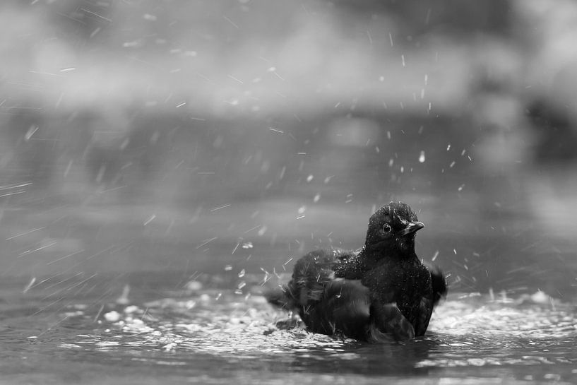 Merel  was zich in het water, zwart-wit von Marcel Runhart
