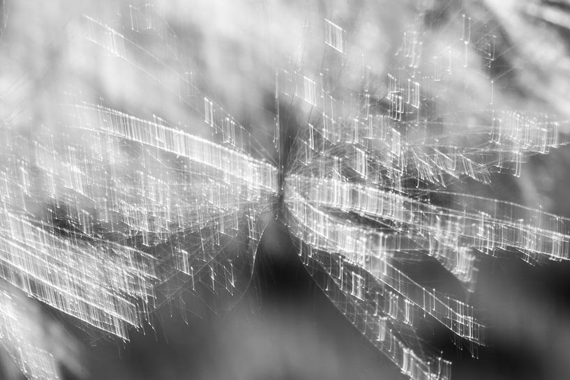 Distelpluis van Lucia Leemans