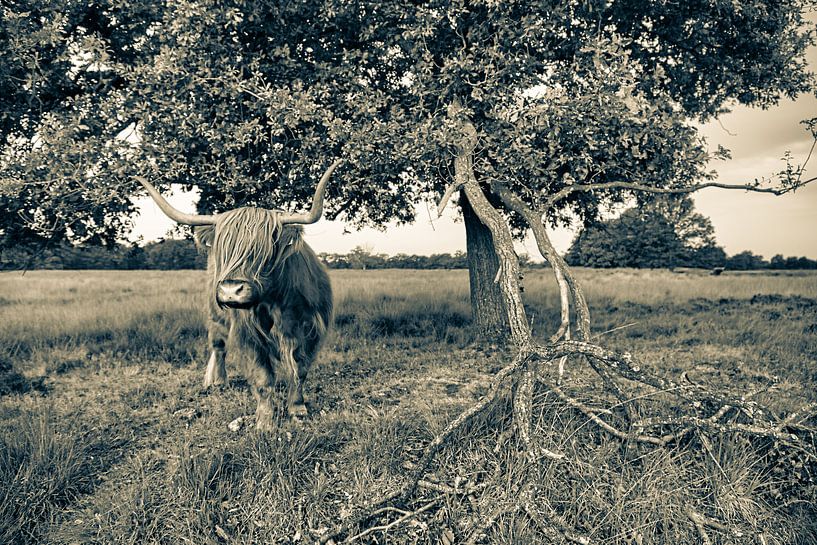 Scottish highlander next to oak in sepia by Anneke Hooijer
