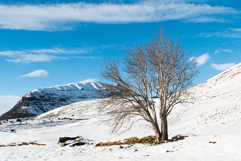 The mythological rowan tree of Sandfell in Iceland by Gerry van Roosmalen
