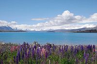 Nieuw Zeeland, New Zealand