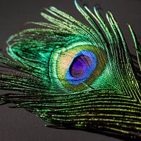 Colorful Peacock Feather