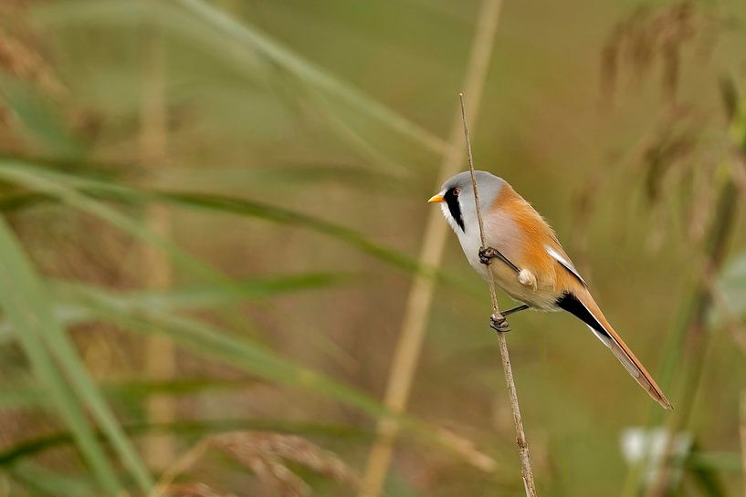 Bearded reedling by Jan van Vreede