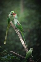 Schöne Paradiesvögel auf einem Zweig