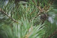 Kiefernzapfen, versteckt zwischen den Nadeln