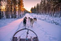 cool sunset during a husky ride