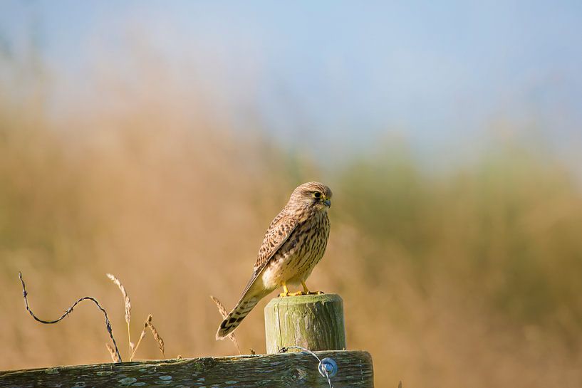 Turmfalke von Anton Kloof