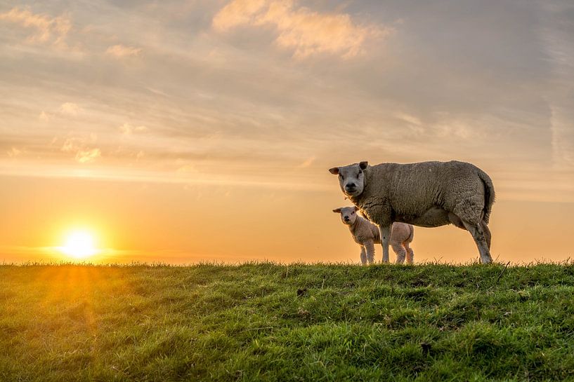 Texel-Lamm mit Müttern von Texel360Fotografie Richard Heerschap
