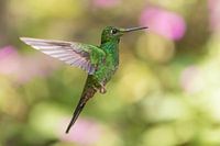 Colibri en vol.