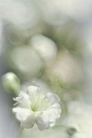 Gypsophila