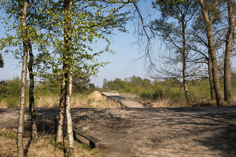 Fledermausbrücke im Nationalpark &quot;de Groote Peel&quot; im Frühling von Ger Beekes