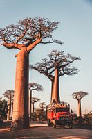 Red truck between baobab trees in Madagascar