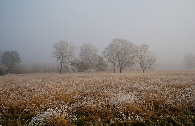 Erster Nachtfrost von Albert Rap