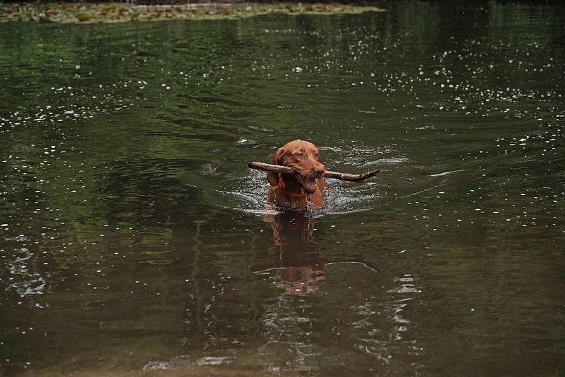 Water games at the lake with a brown Magyar Vizsla wirehair. by Babetts Bildergalerie