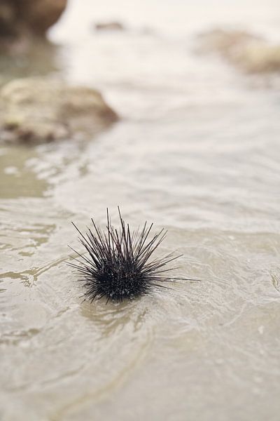 Sea urchin washed ashore by Yvette Moeskops