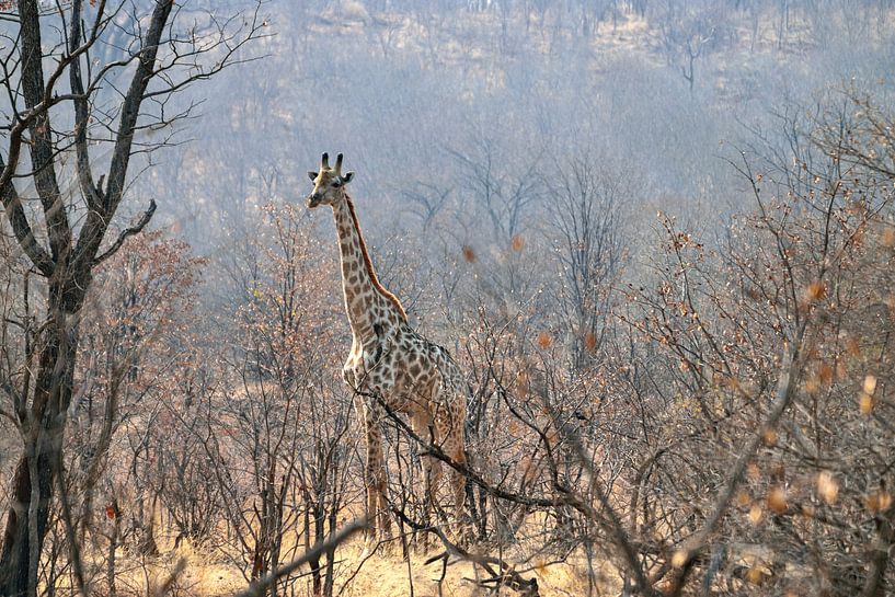 Giraffe zwischen den Bäumen von Merijn Loch