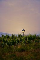 Lanterne au milieu des vignobles au coucher du soleil.