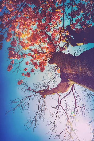 Surreale Darstellung eines Kirschblütenbaums im botanischen Garten von Jakob Baranowski - Photography - Video - Photoshop