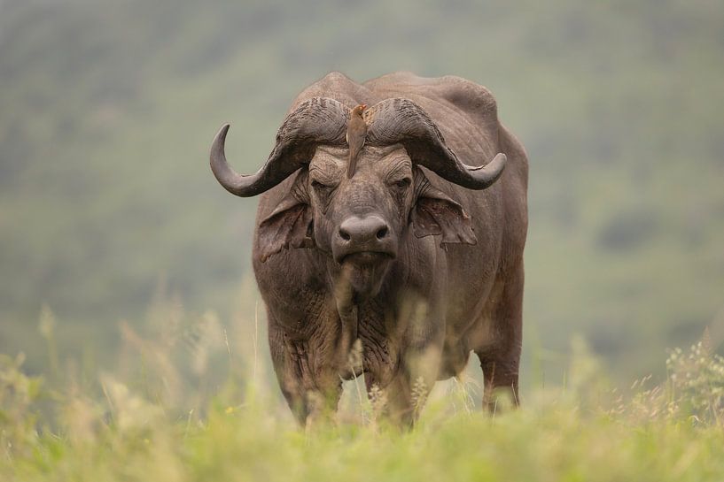 Büffel mit Oxpecker von Milou Hinssen