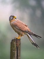 Crécerelle attendant de la nourriture