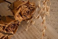 Minimalist photo of dried flower(s)