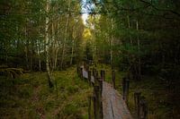 Vlonderpad Dwingelderveld