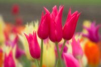 Tulip display