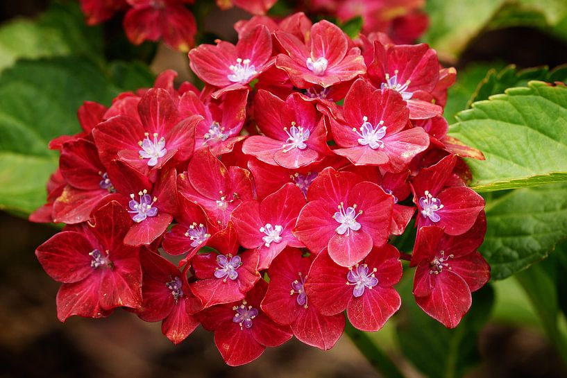 Gartenhortensien (Hydrangea macrophylla) von Alexander Ludwig