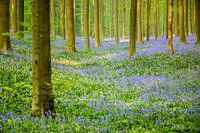 Perdu dans la forêt