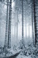 Winter im Wald