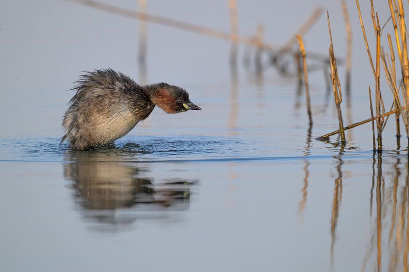 Zwergtaucher im Schilf in den Inlagen von Noord-Beveland von Jan Jongejan