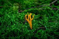 Klebriger Korallenpilz