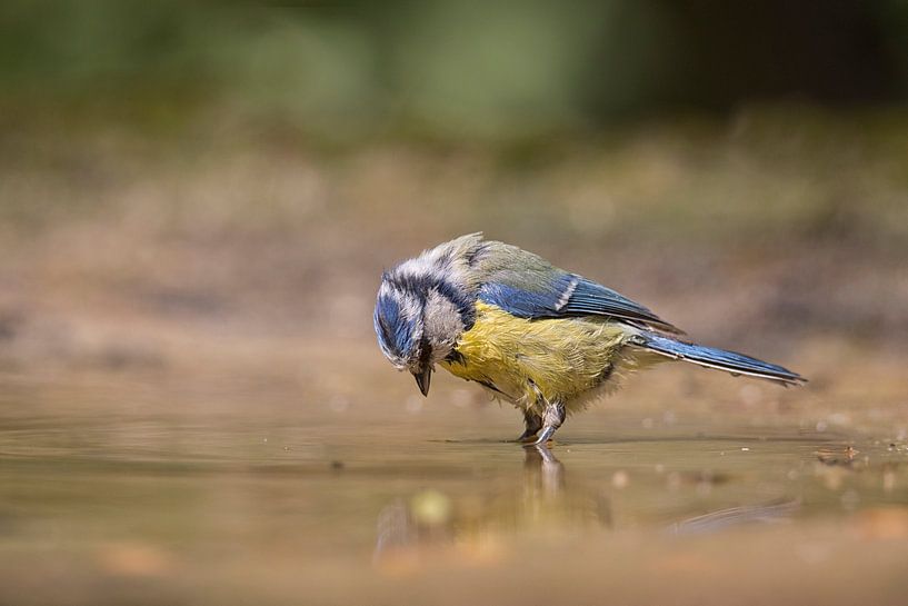 jong pimpelmeesje in het water by Carla Odink