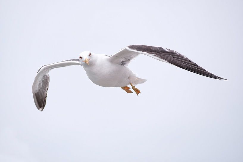 La mouette s&#039;élève dans le ciel par Rene du Chatenier