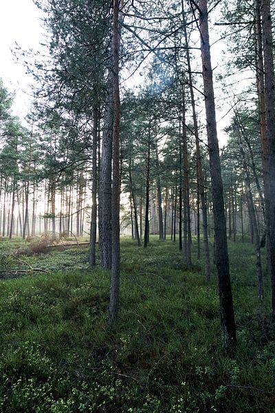 Forrest#1 by Mike Ahrens