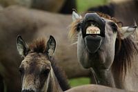 Niet bang voor de tandarts