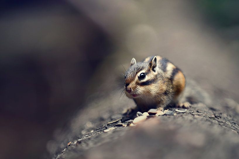 Tiere - Knabbern von Angelique Brunas