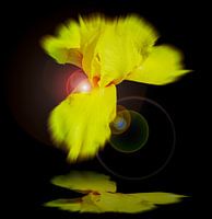 Magie der Blumen Lilie 2