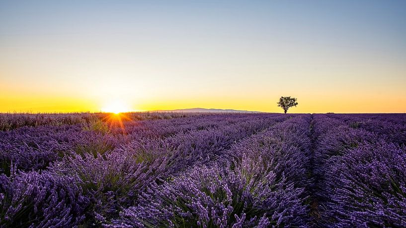 Les lavandes par Manjik Pictures