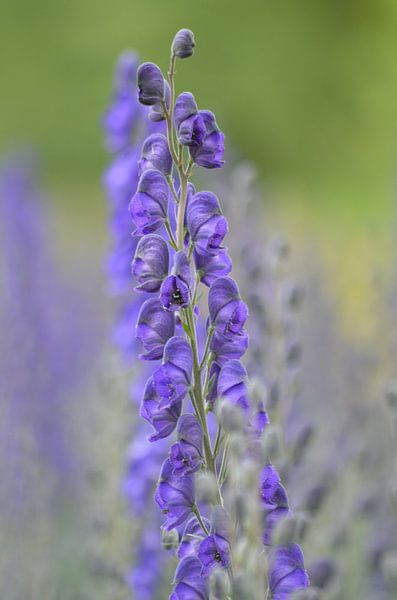 Monnikskap  by Yvonne van der Meij